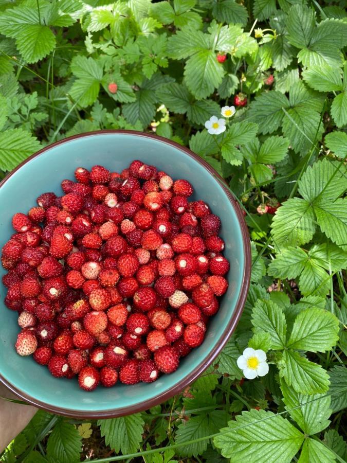 Vita Guesthouse Bajram Curri Eksteriør billede